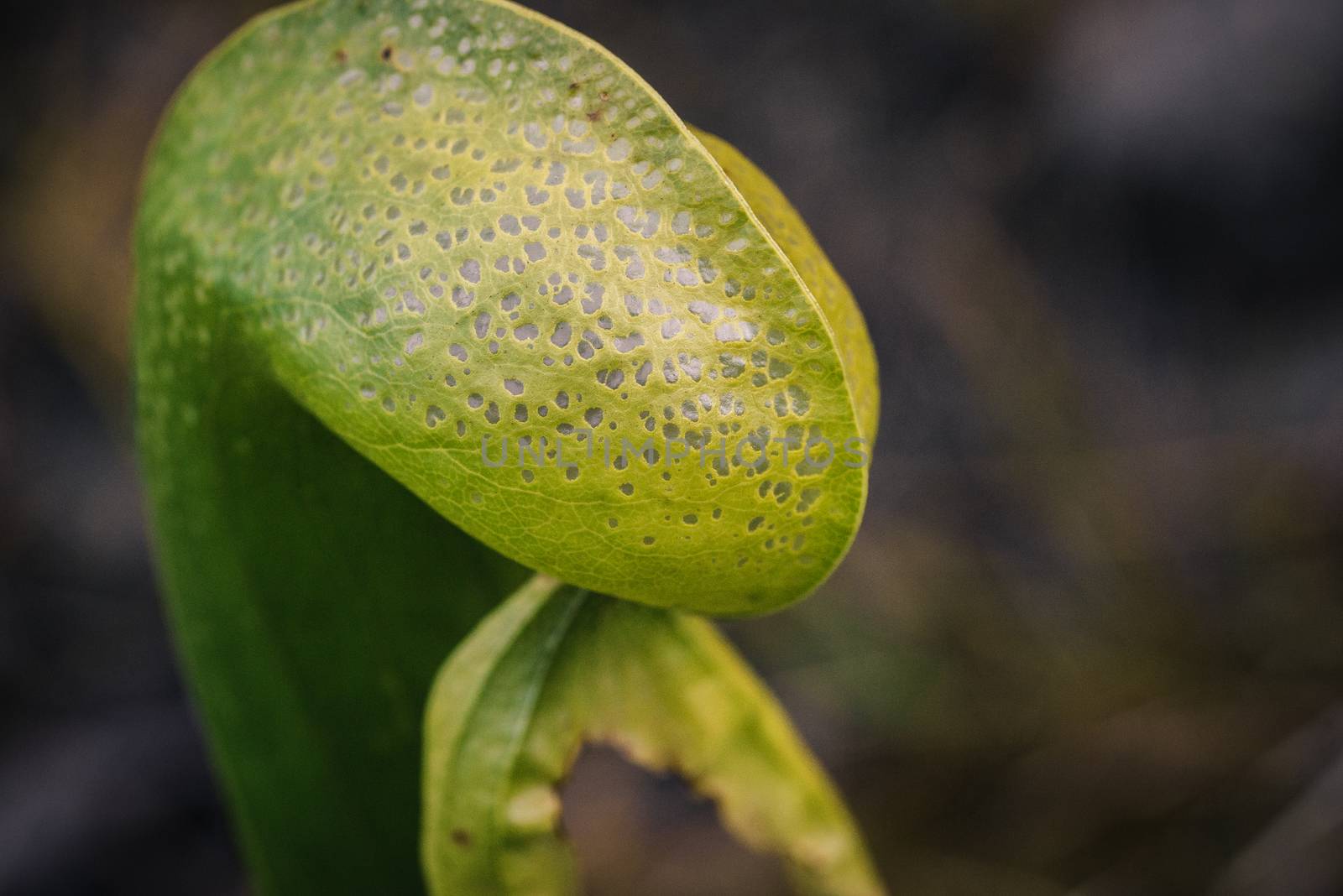 The California Pitcher Plant, also known as the Cobra Lily by Pendleton