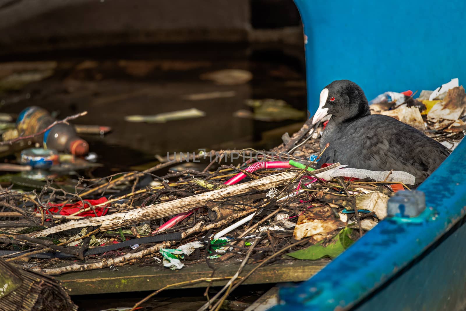 A Eurasian Coot sits on a nest built with trash in an Amsterdam canal by Pendleton
