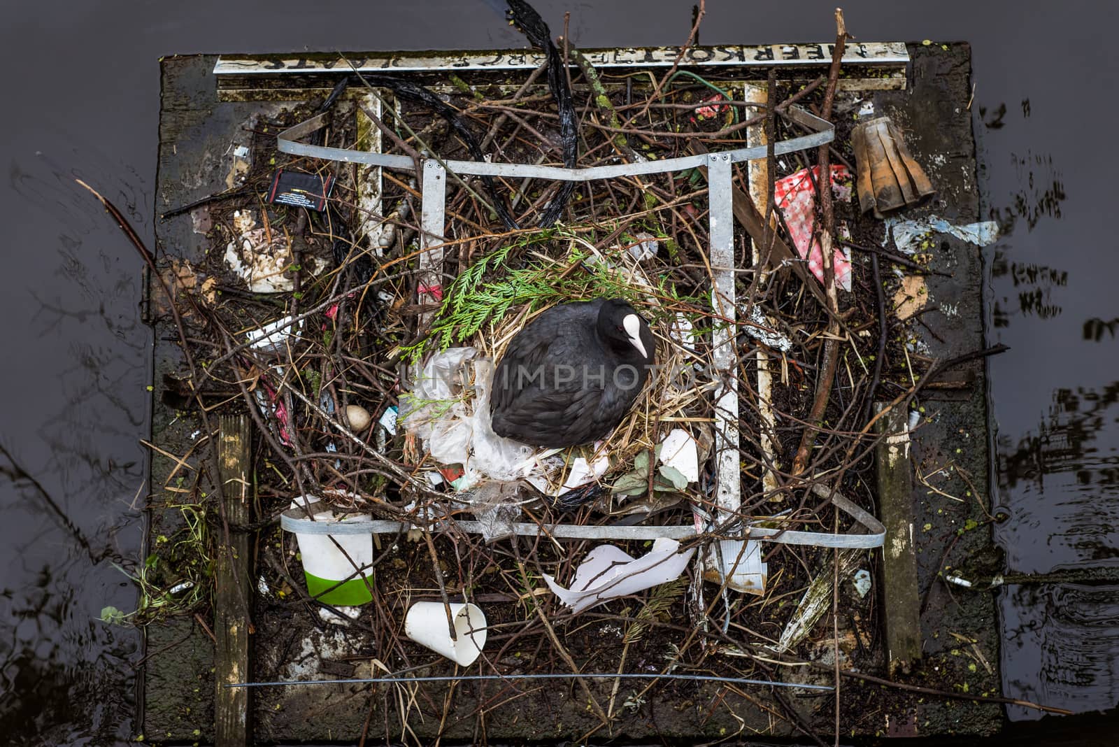 Eurasian Coot sitting on a nest built with human trash and litter, viewed from above. Dutch sign at the top reads, "MEERKOETJE BROEDPLAATS," meaning "Coot nesting place"
