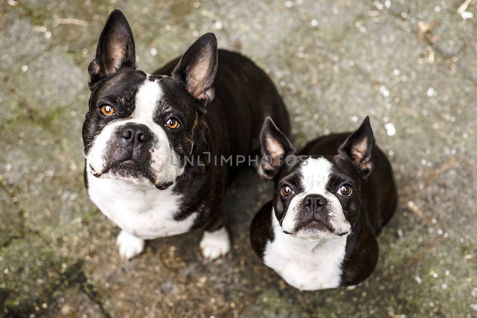 Two Boston Terrier dogs looking up at the camera