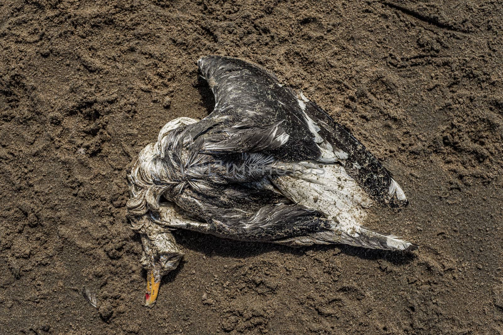 A dead seagull laying on a sandy beach