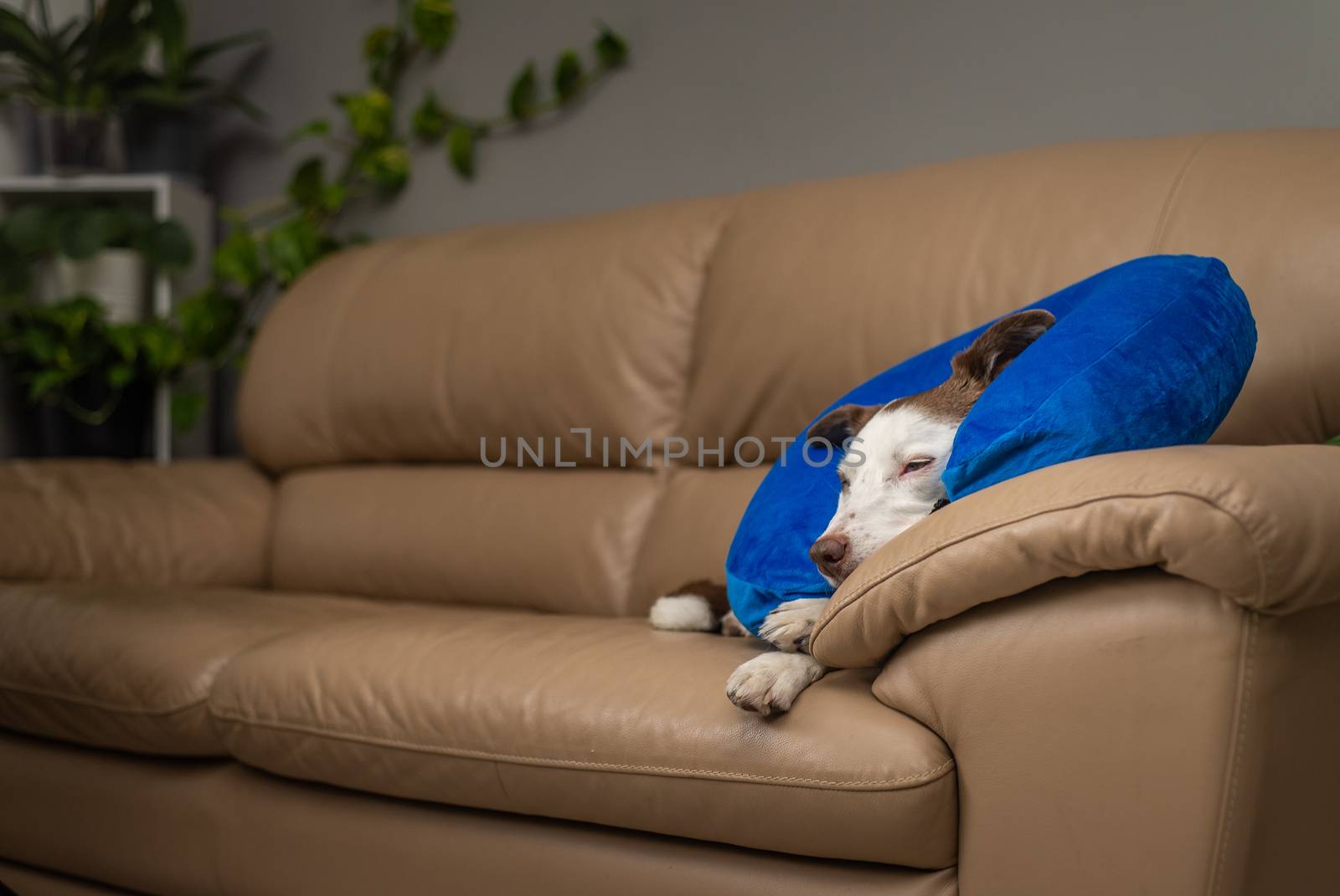 Cute Border Collie dog on a couch, wearing blue inflatable collar by Pendleton