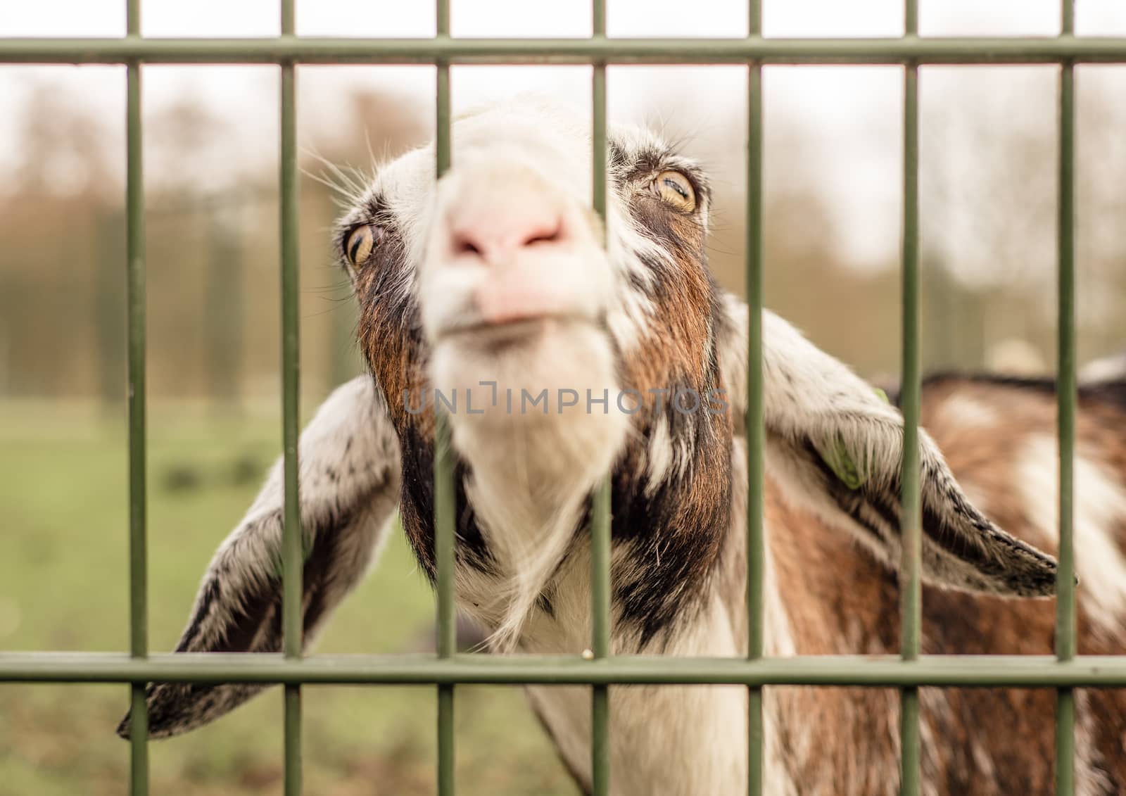 A goat sticks its nose through a fence, making a funny face