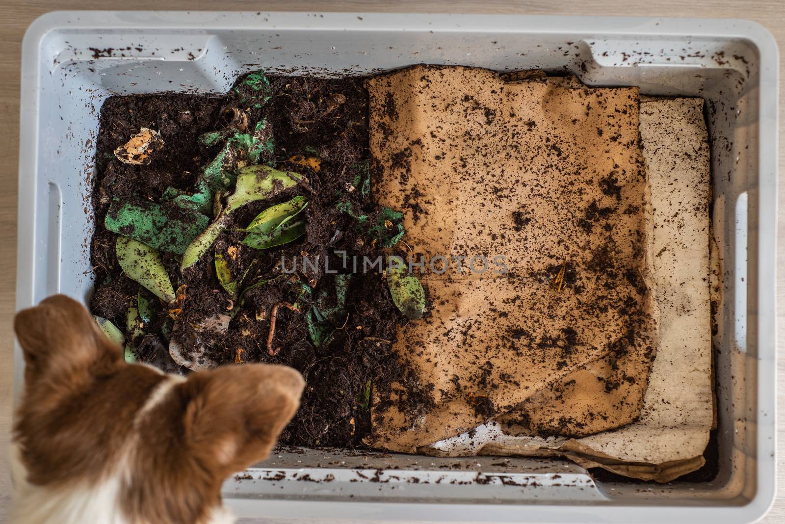 Top view of a dog looking down into a DIY worm farm composting bin by Pendleton