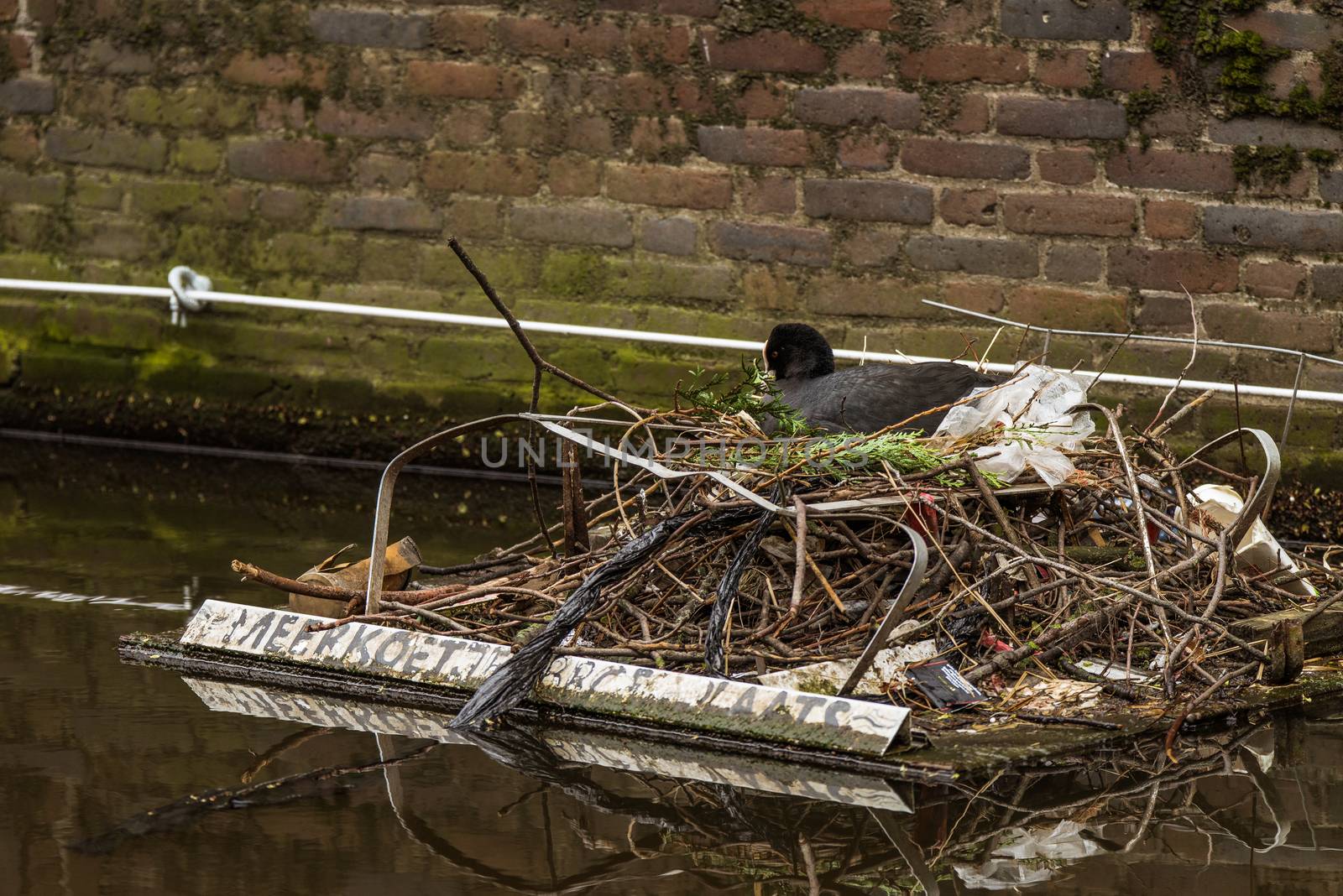 A coot sits on her nest on a man-made breeding platform in Amsterdam, with a handwritten Dutch sign reading, "MEERKOETJE BROEDPLAATS," meaning "Coot nesting place"