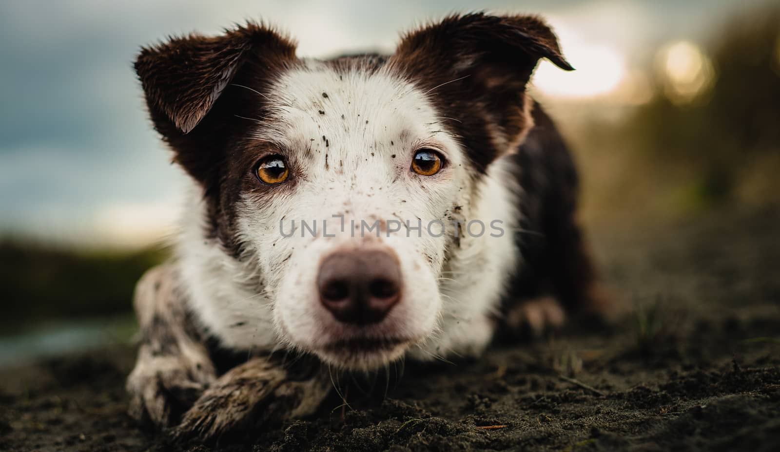 A brown and white Border Collie herding, covered in mud by Pendleton