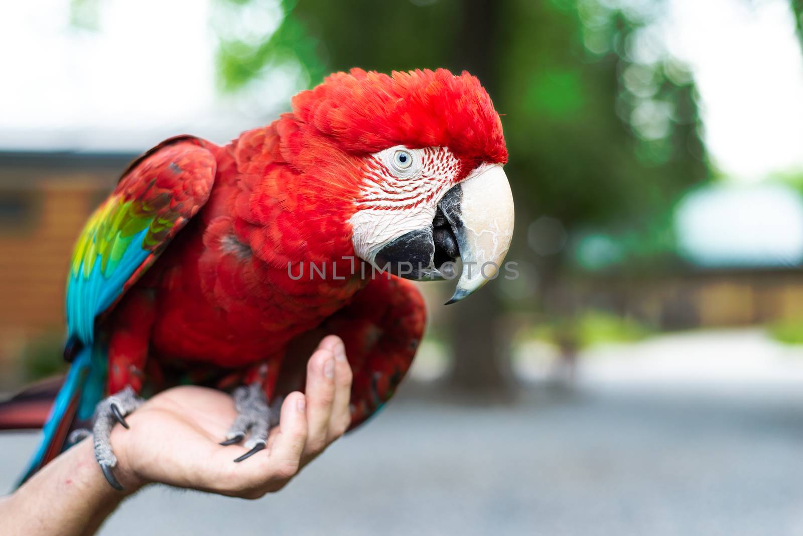 A red-and-green macaw perched on a human hand by Pendleton