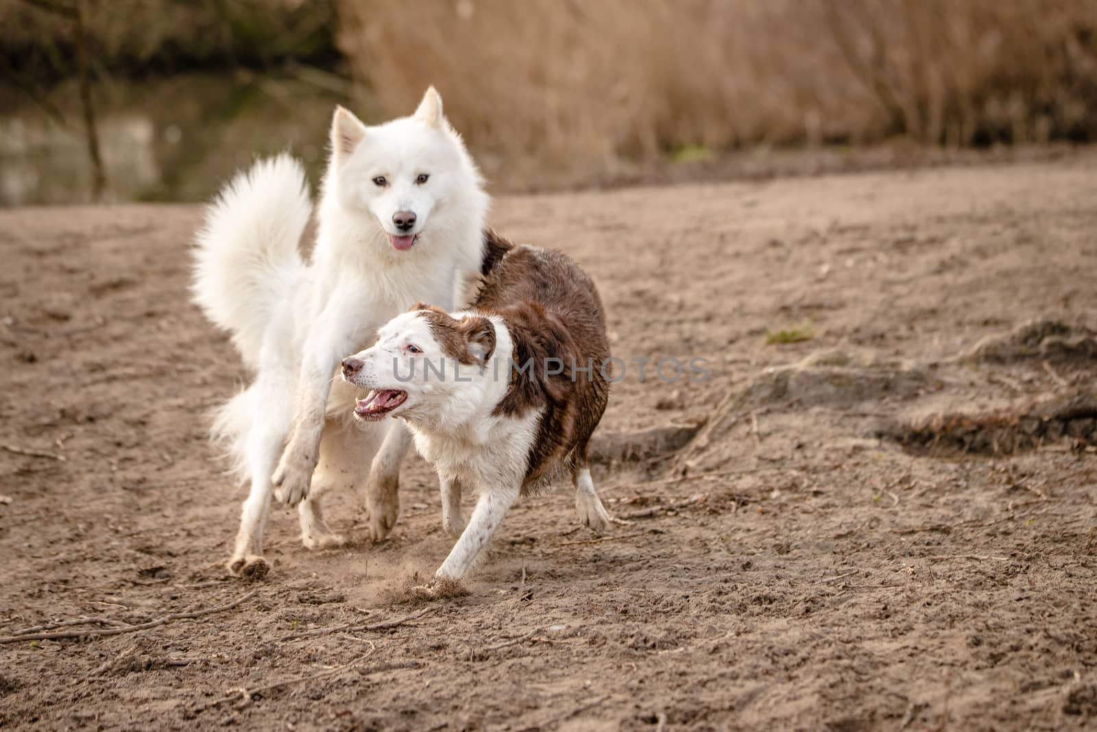 Cute, fluffy white Samoyed dog and her Border Collie friend by Pendleton