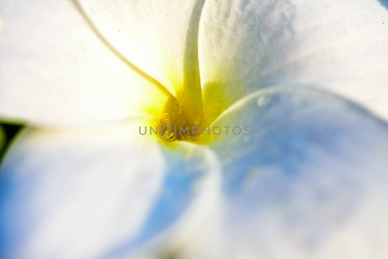 Eaxtreme Close up of beautiful white Bridal Bouquet, Plumeria pudica flower with water drops, copy space