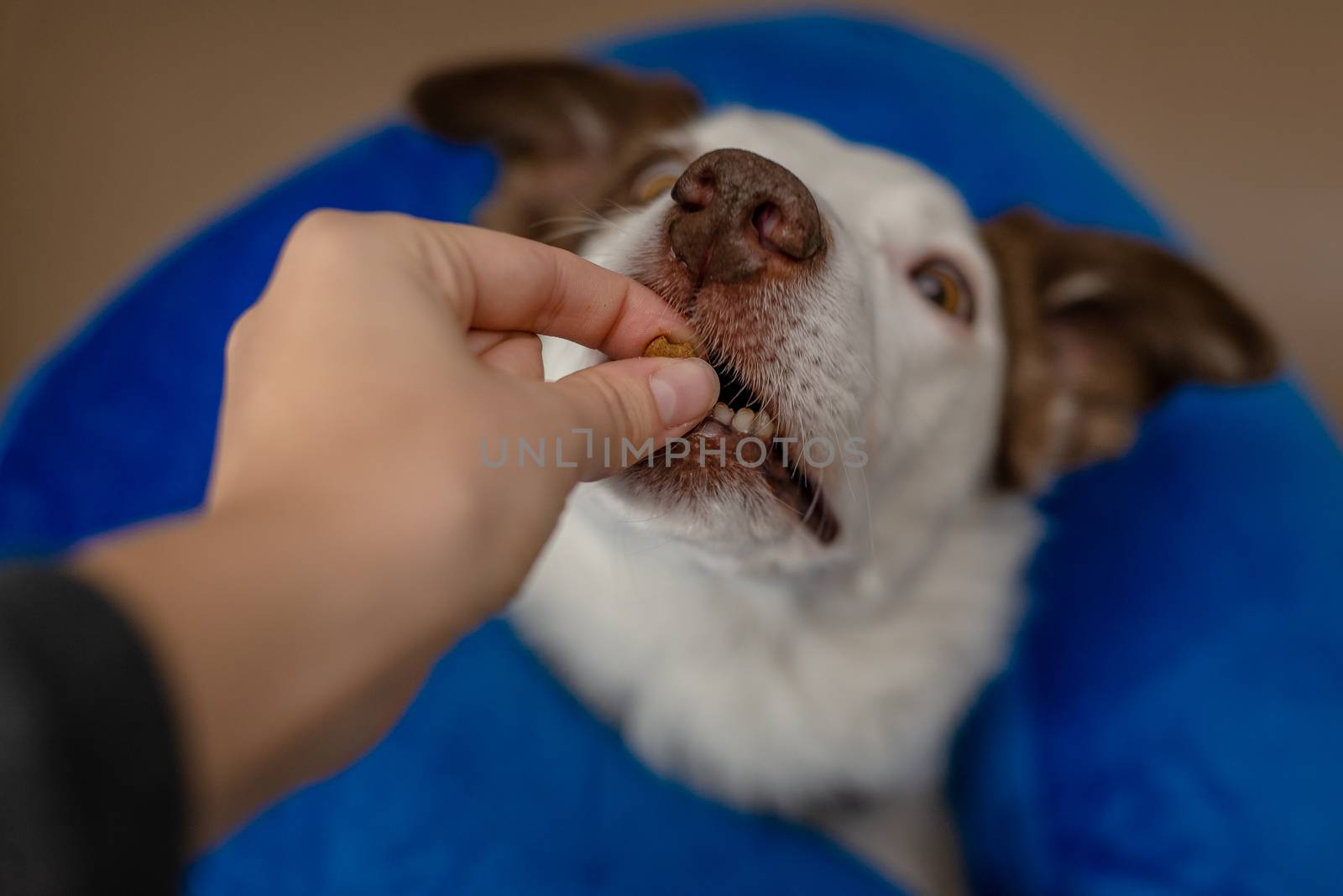 Border Collie dog wearing a blue inflatable collar and taking a treat