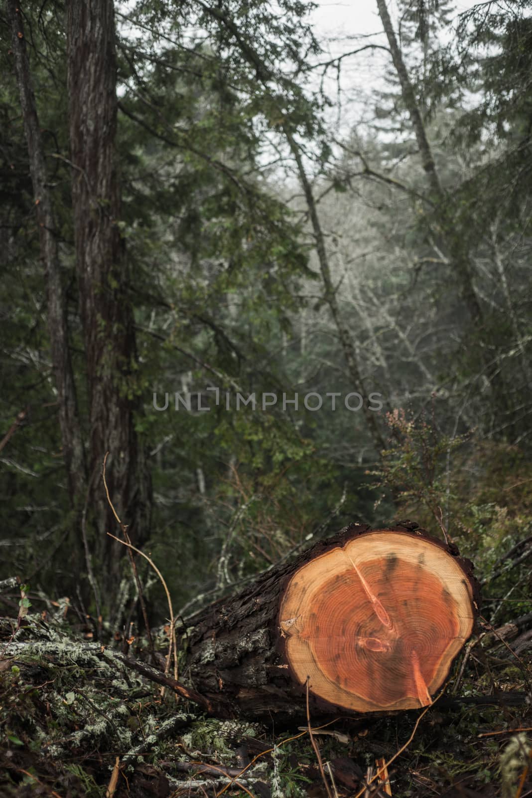 Deforestation of the ancient Redwoods in Humboldt County, Northern California by Pendleton