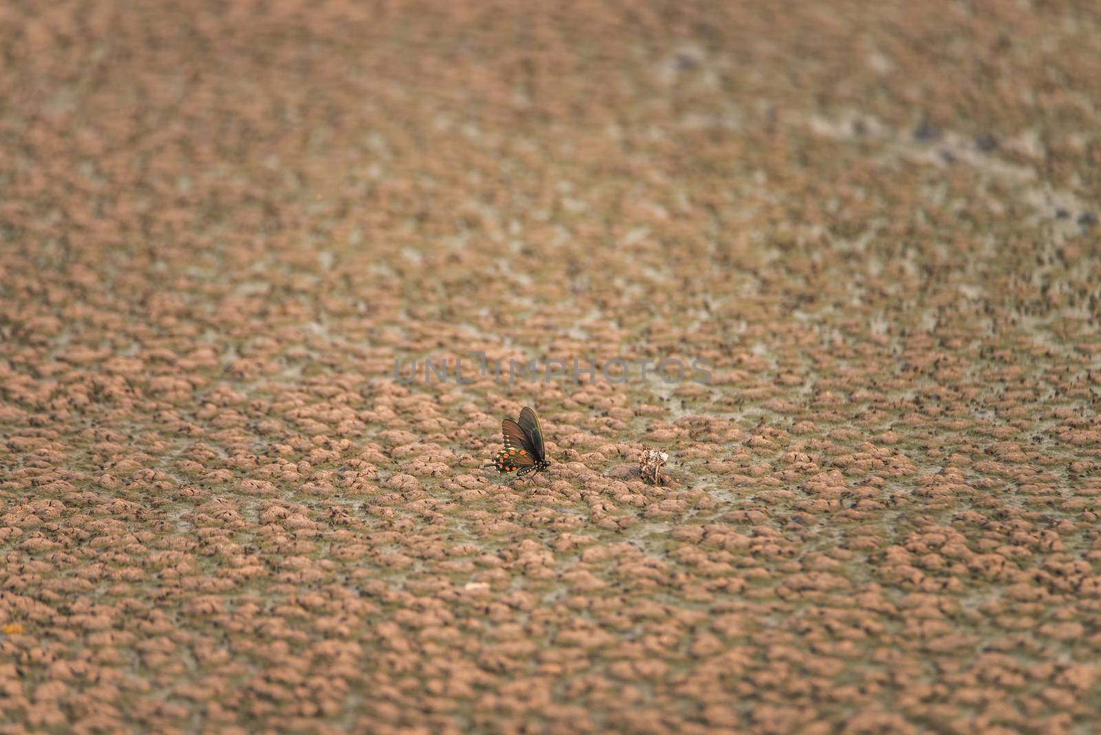 A butterfly standing on sewage at a water treatment facility by Pendleton