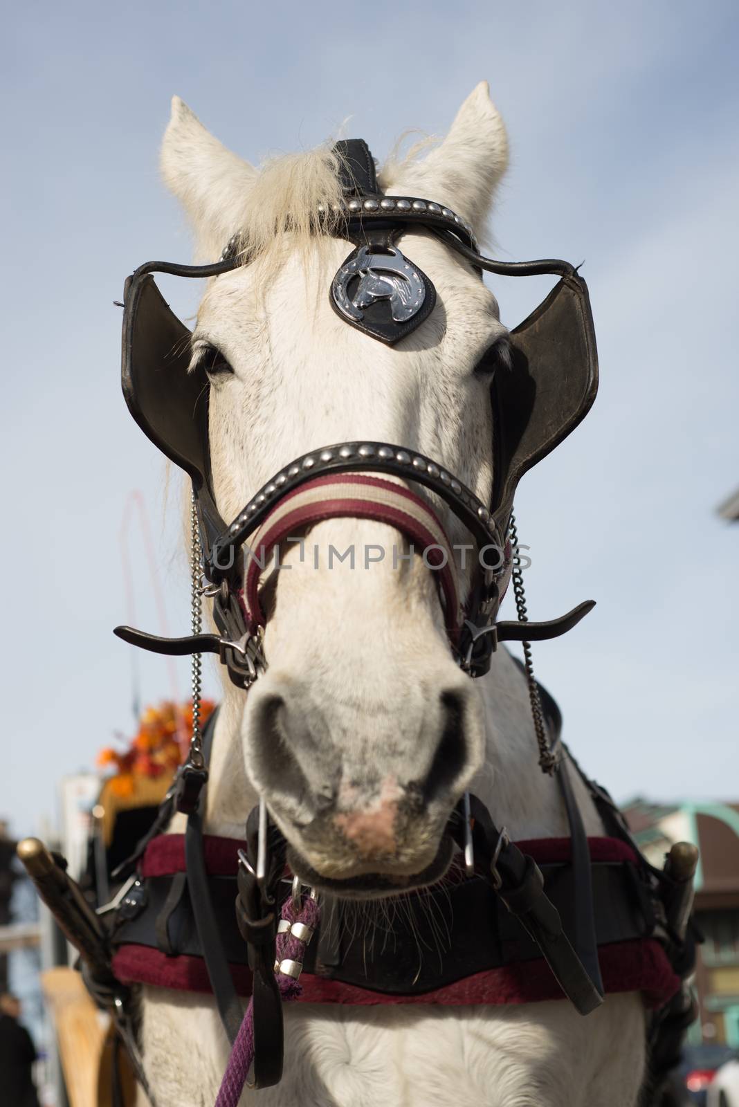 Close-up of a draft horse by Pendleton