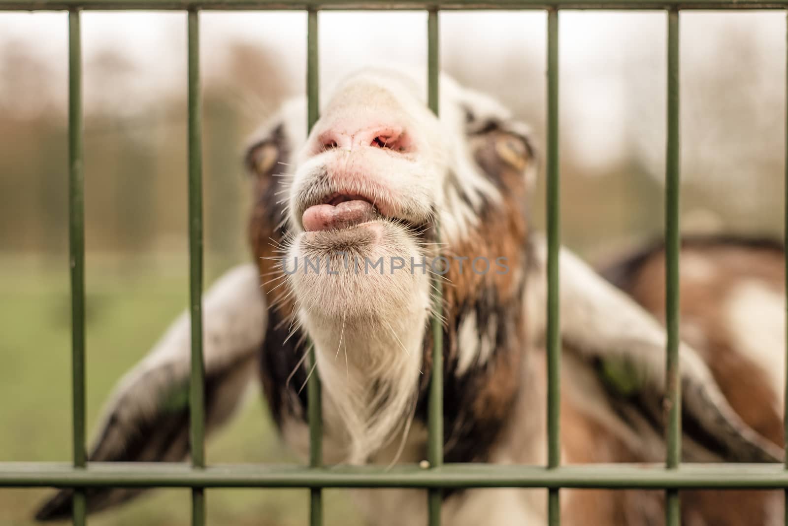A goat sticks its nose through a fence, making a funny face by Pendleton