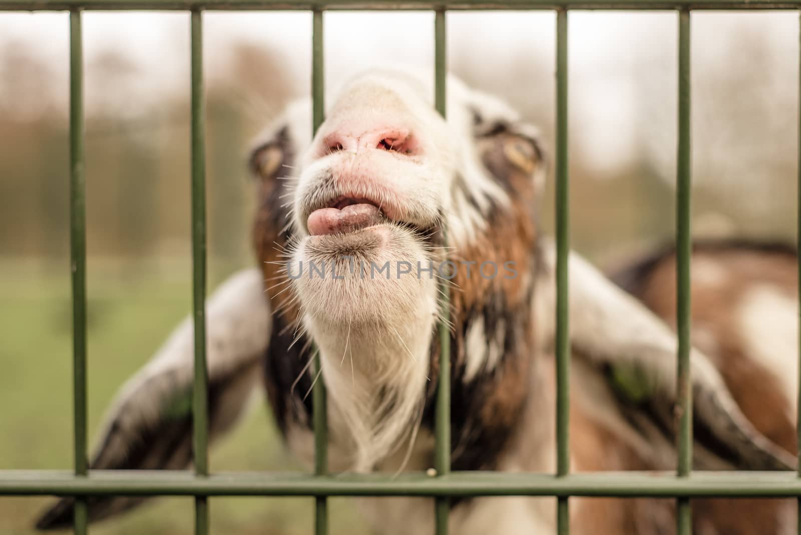 A goat sticks its nose through a fence, making a funny face