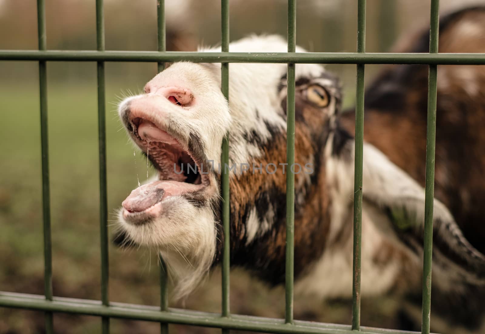 A goat sticks its nose through a fence, making a funny face