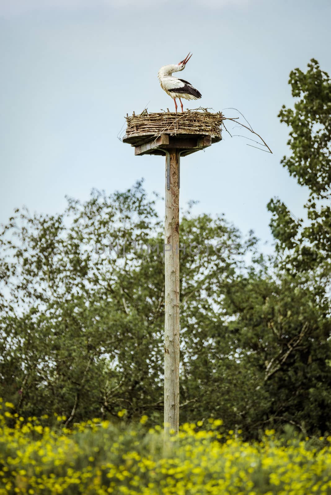 A White Stork on a man-made nesting platform by Pendleton