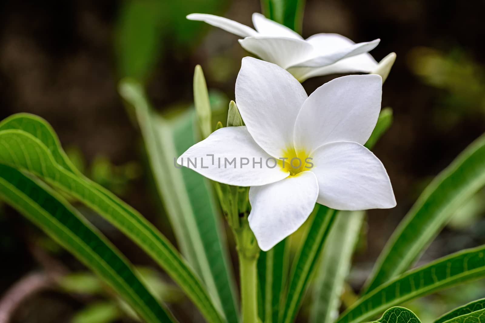 Close up of beautiful white Bridal Bouquet, Plumeria pudica flower with copy space