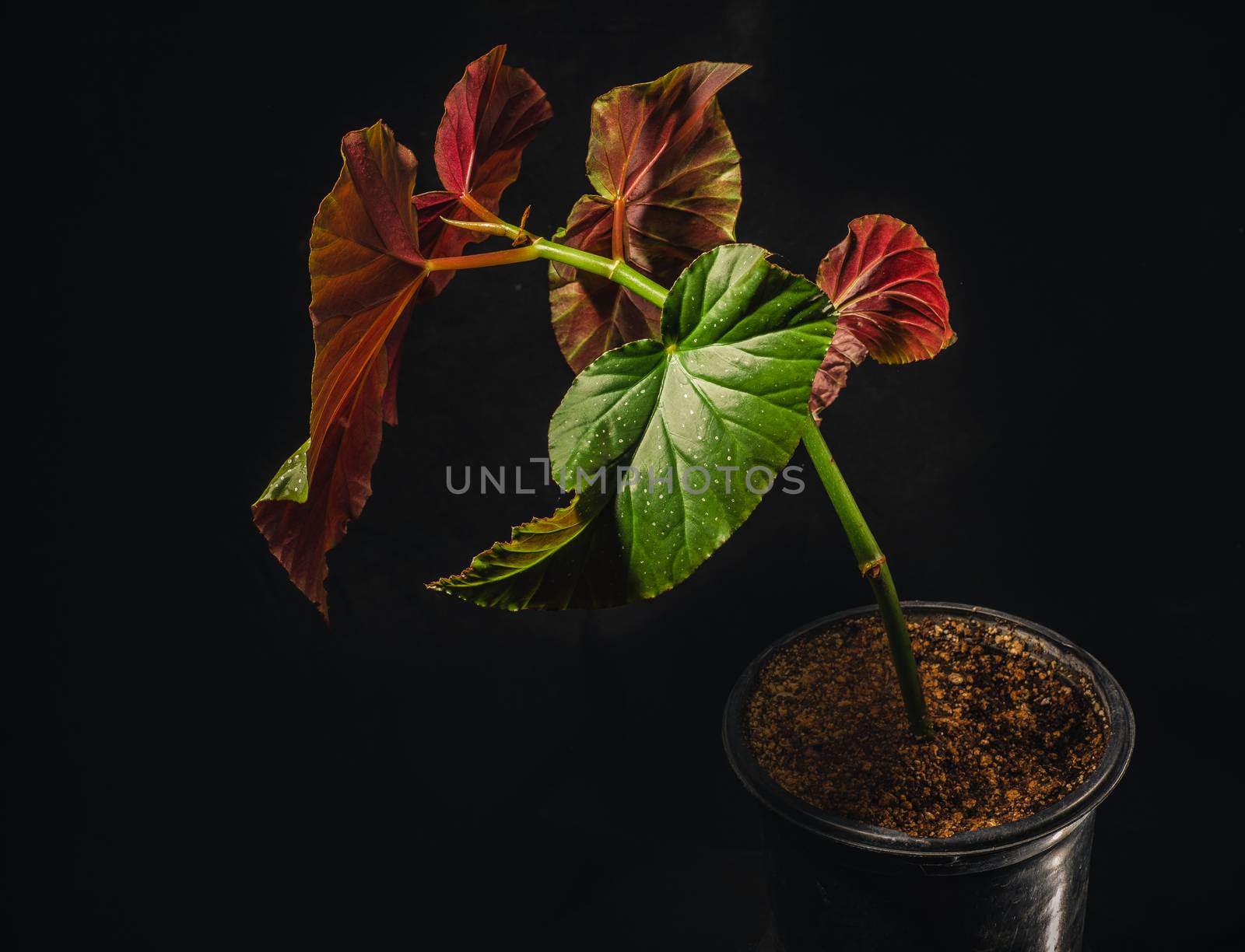 Begonia lucerna or angel wing begonia is a common flowering houseplant by Pendleton