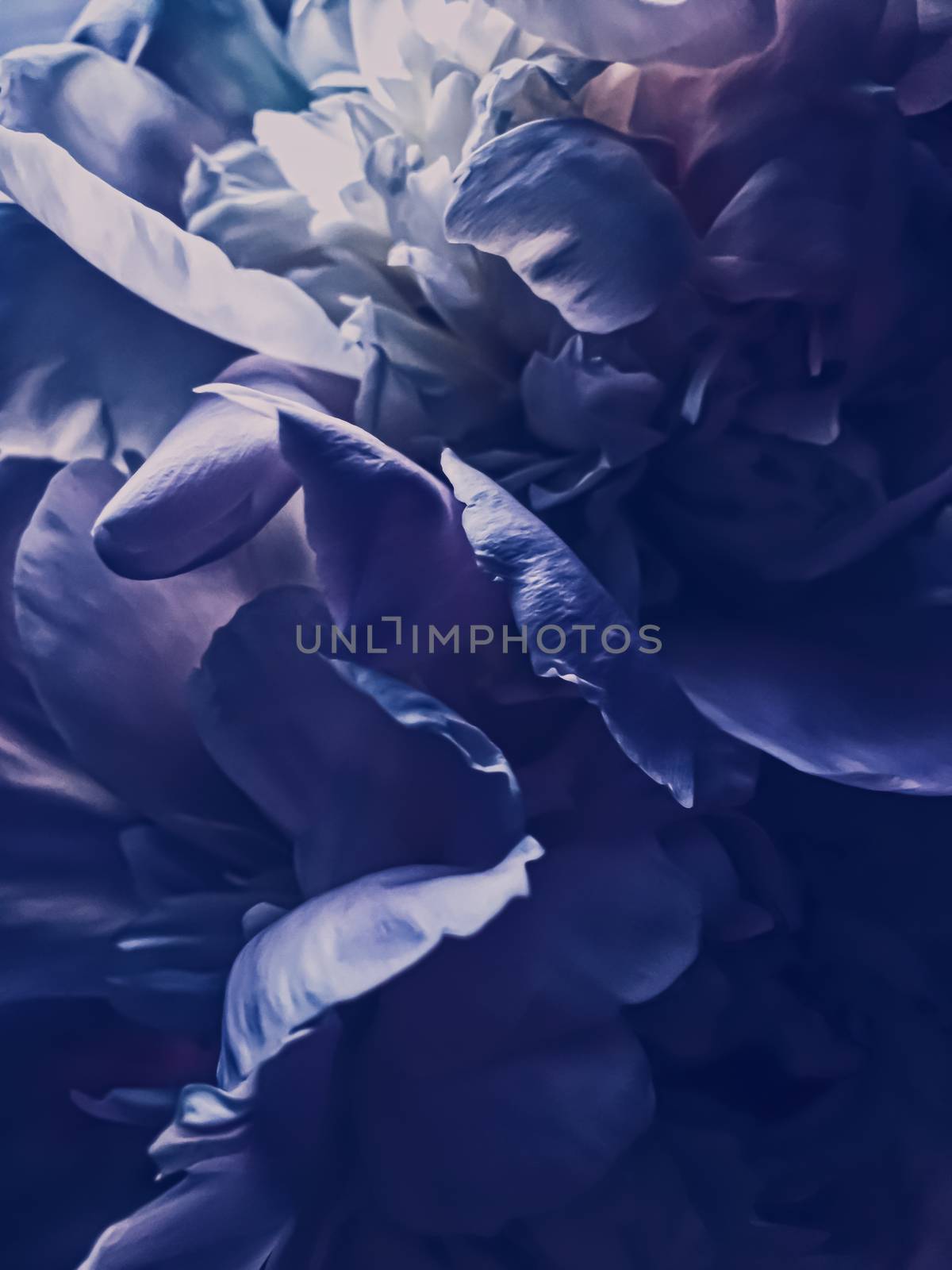 Purple peony flower as abstract floral background for holiday branding by Anneleven