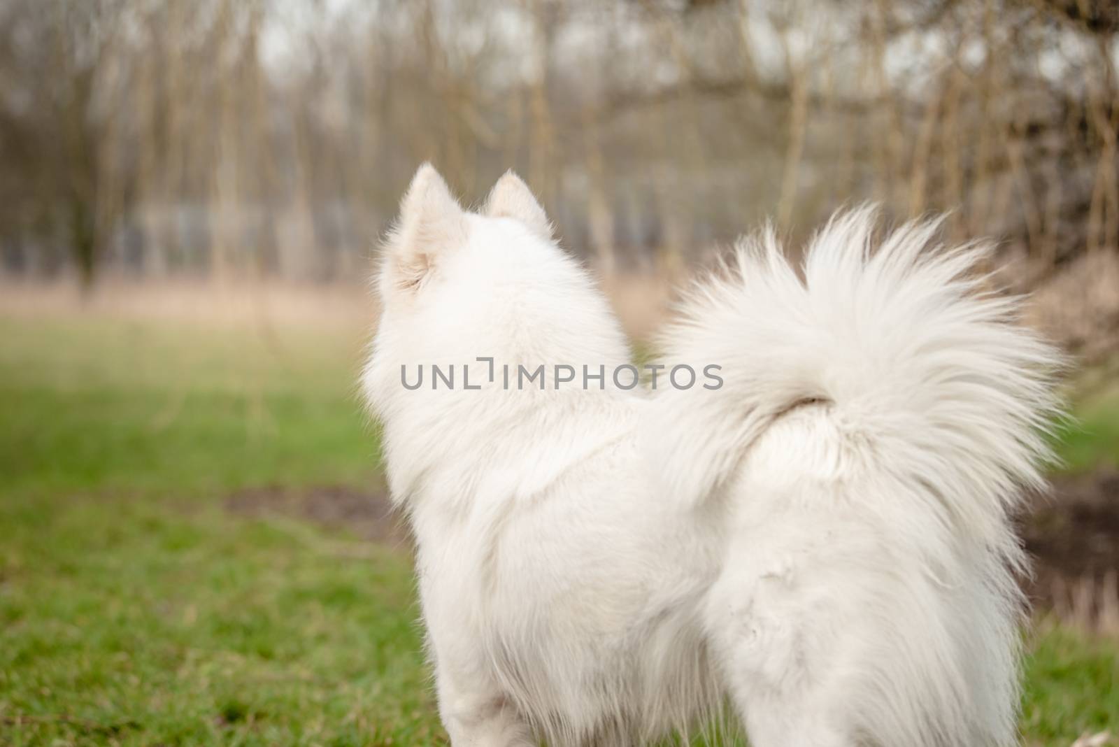 Cute, fluffy white Samoyed dog looks into the distance