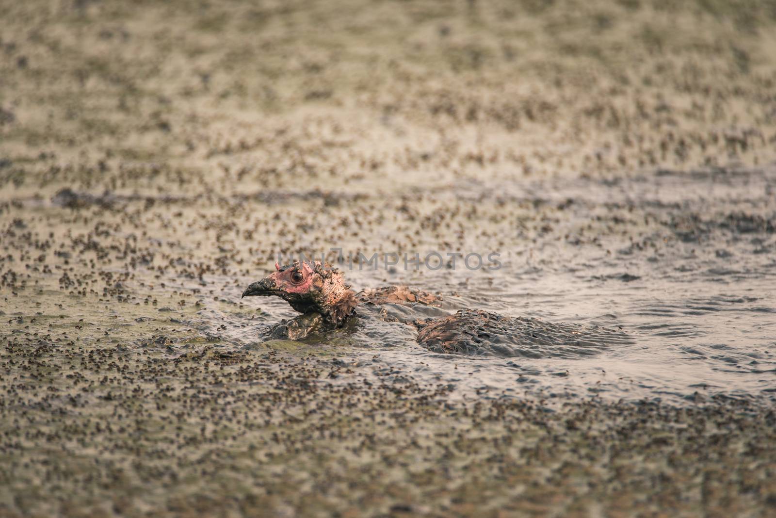 Turkey stuck in a sludge of human feces at a water treatment facility by Pendleton