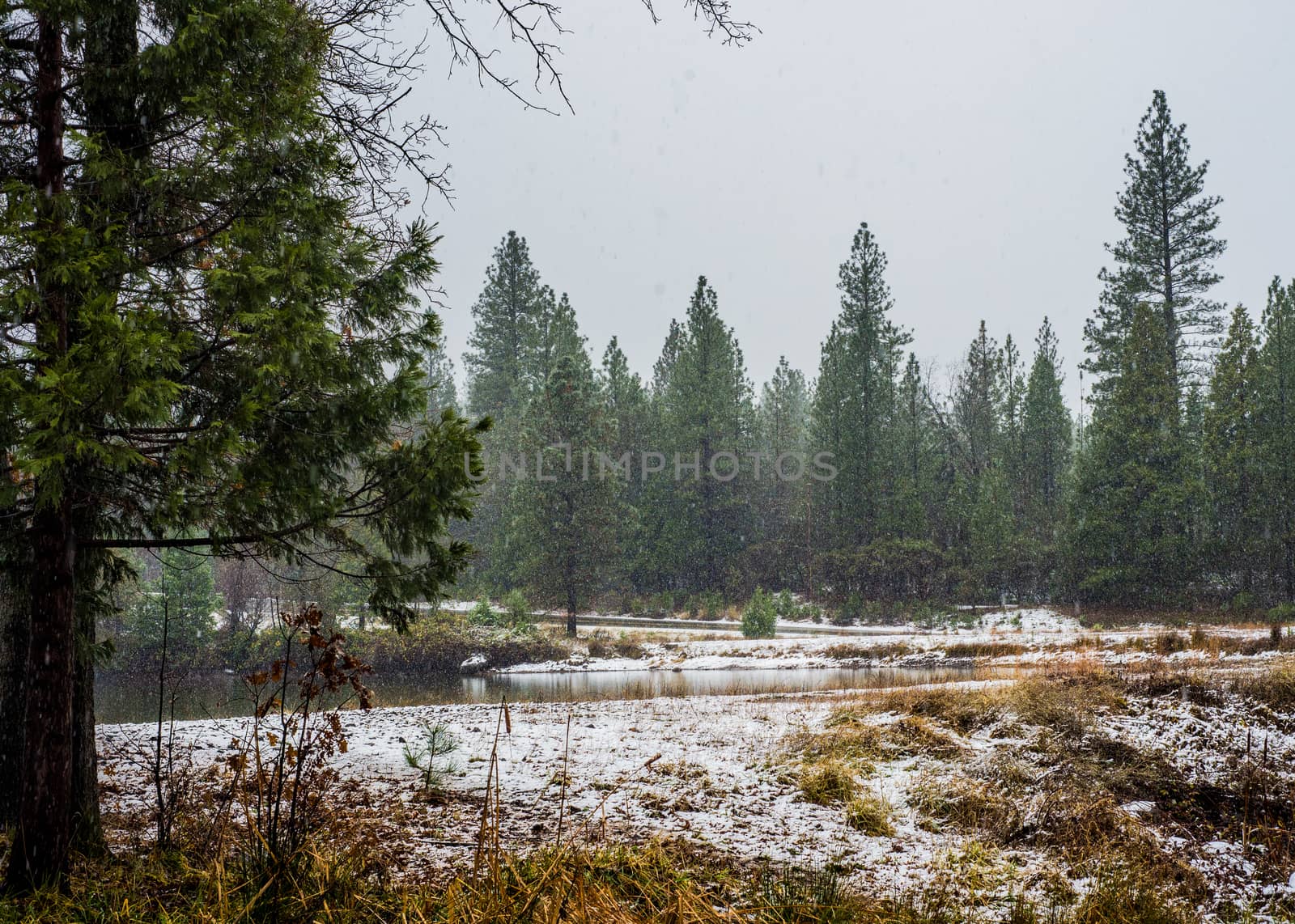 Winter snow falling in the Lassen National Park forest, California, US