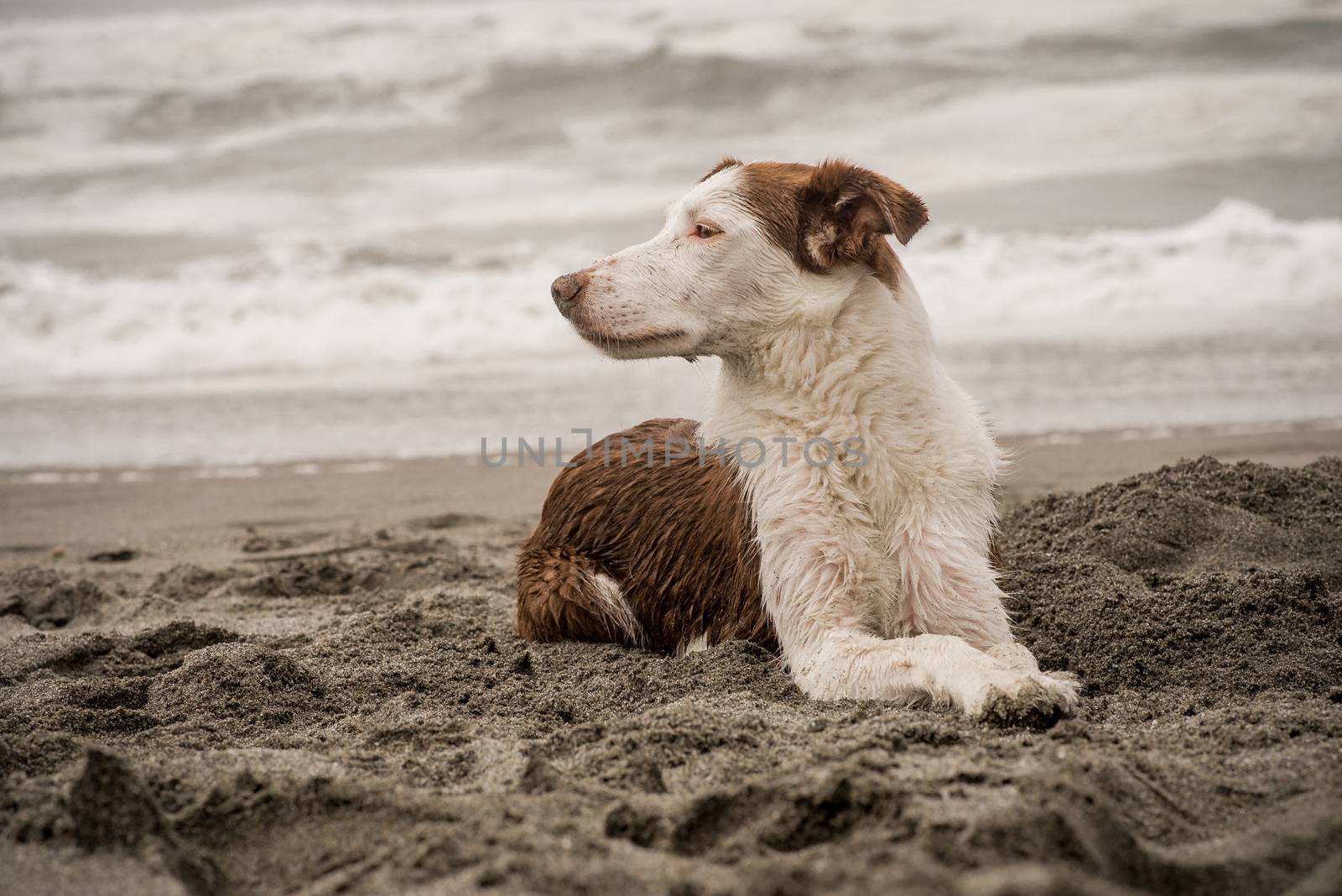 A brown and white, smooth-coated Border Collie, lays in the sand and looks into the distance