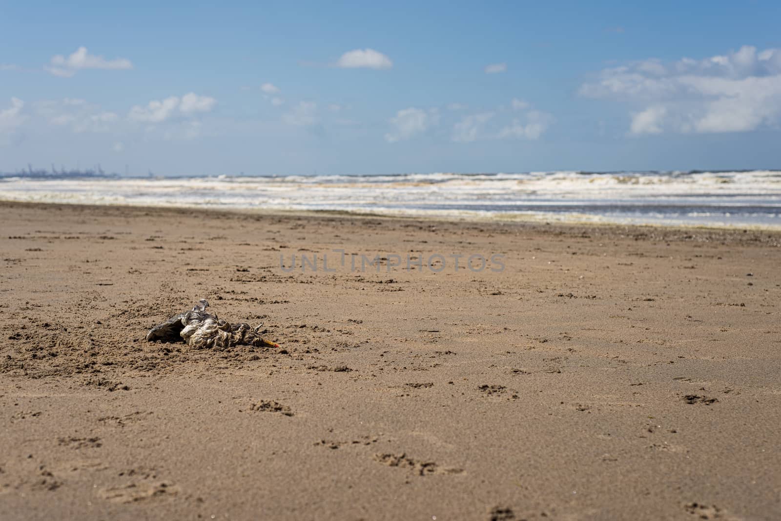 A dead seagull laying on a sandy beach by Pendleton