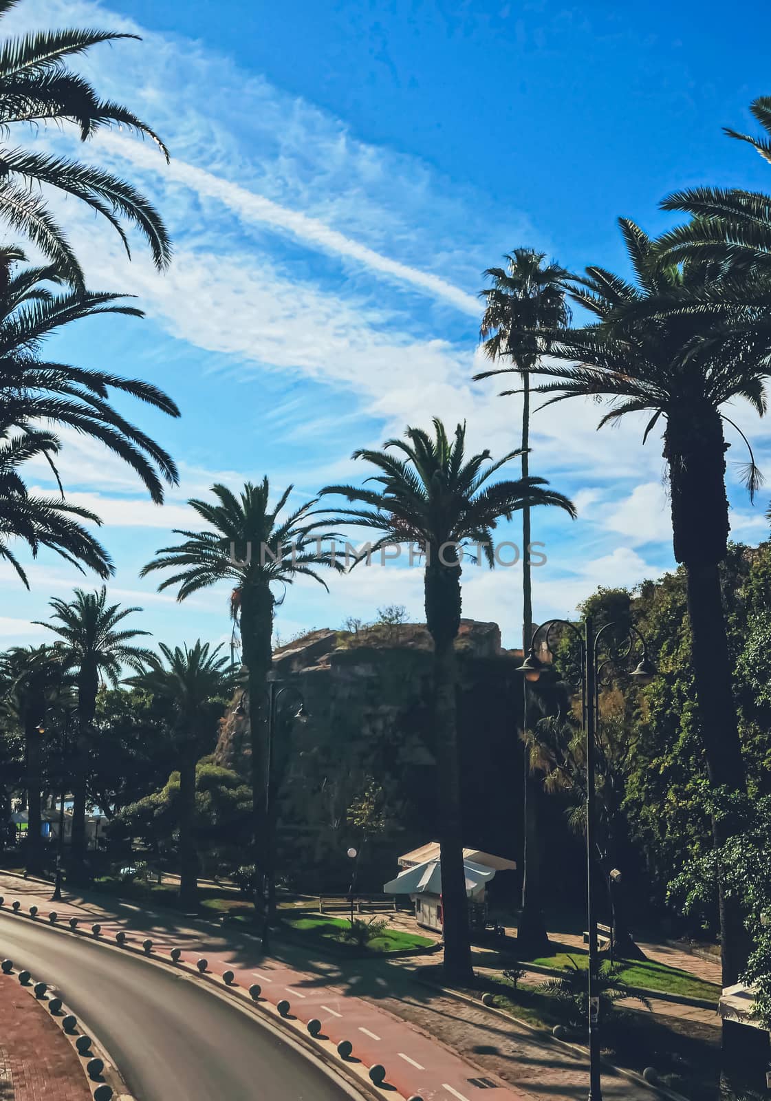 Empty road and palm trees in southern town, travel and nature scene