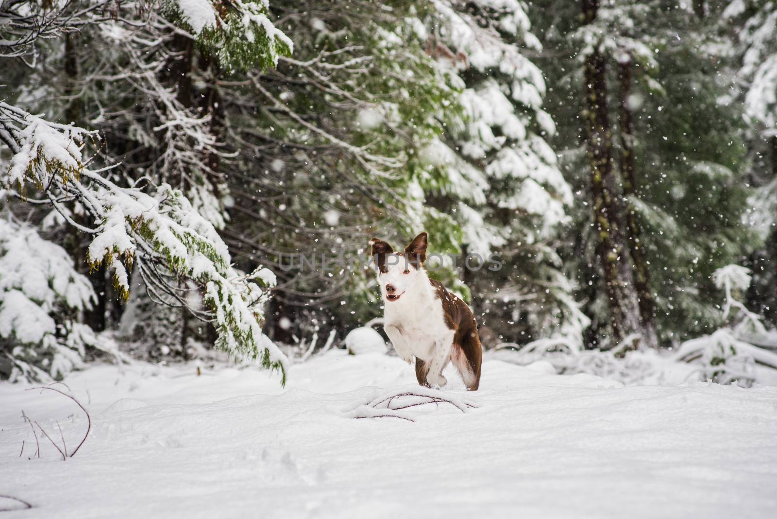 Active pet portrait of happy border collie puppy running in fresh snow by Pendleton