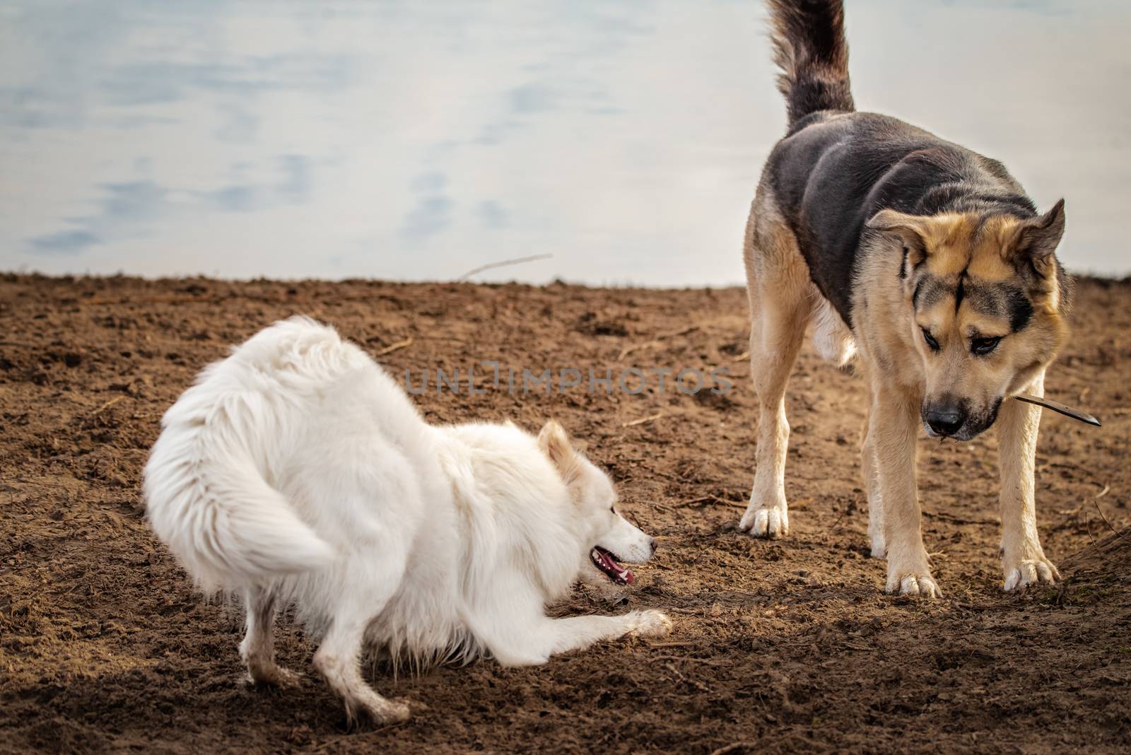 Happy samoyed dog plays with a friend at a dog park