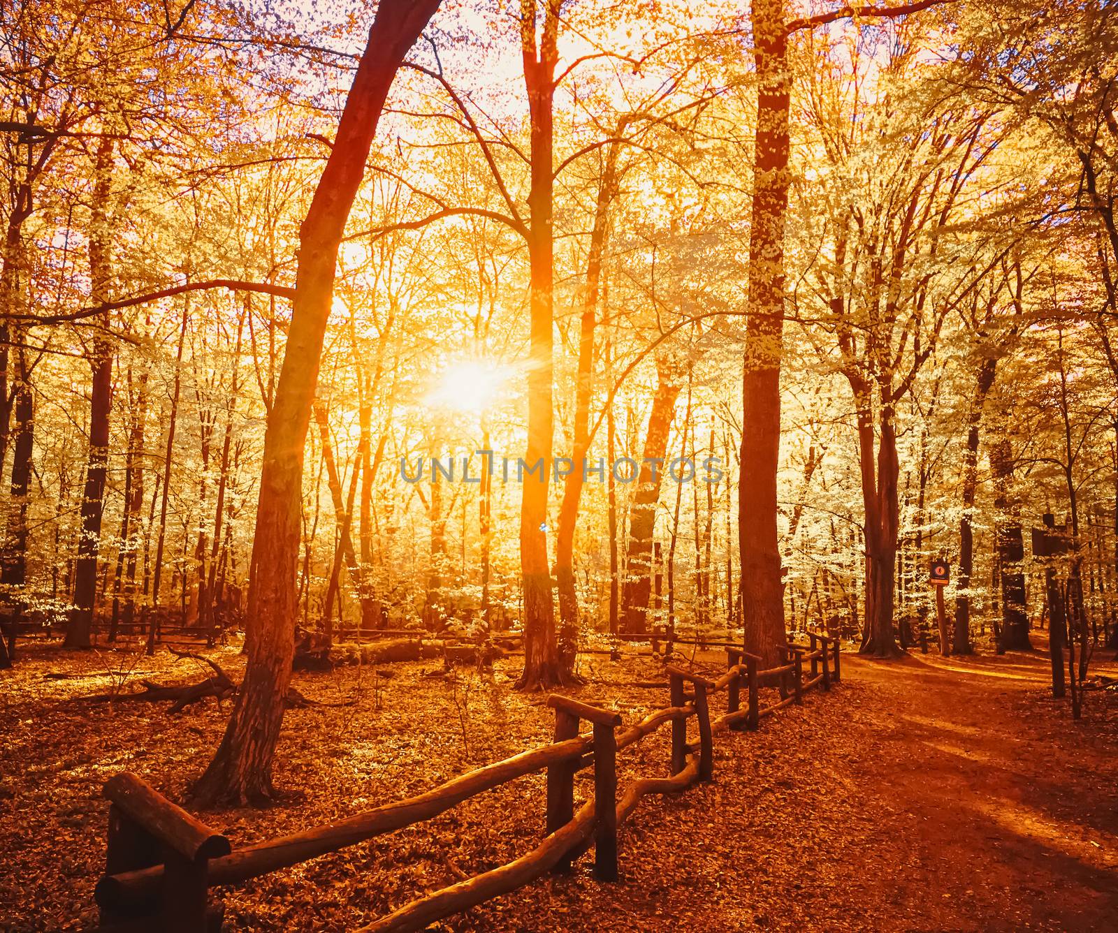 Autumn forest landscape at sunset or sunrise, nature and environment