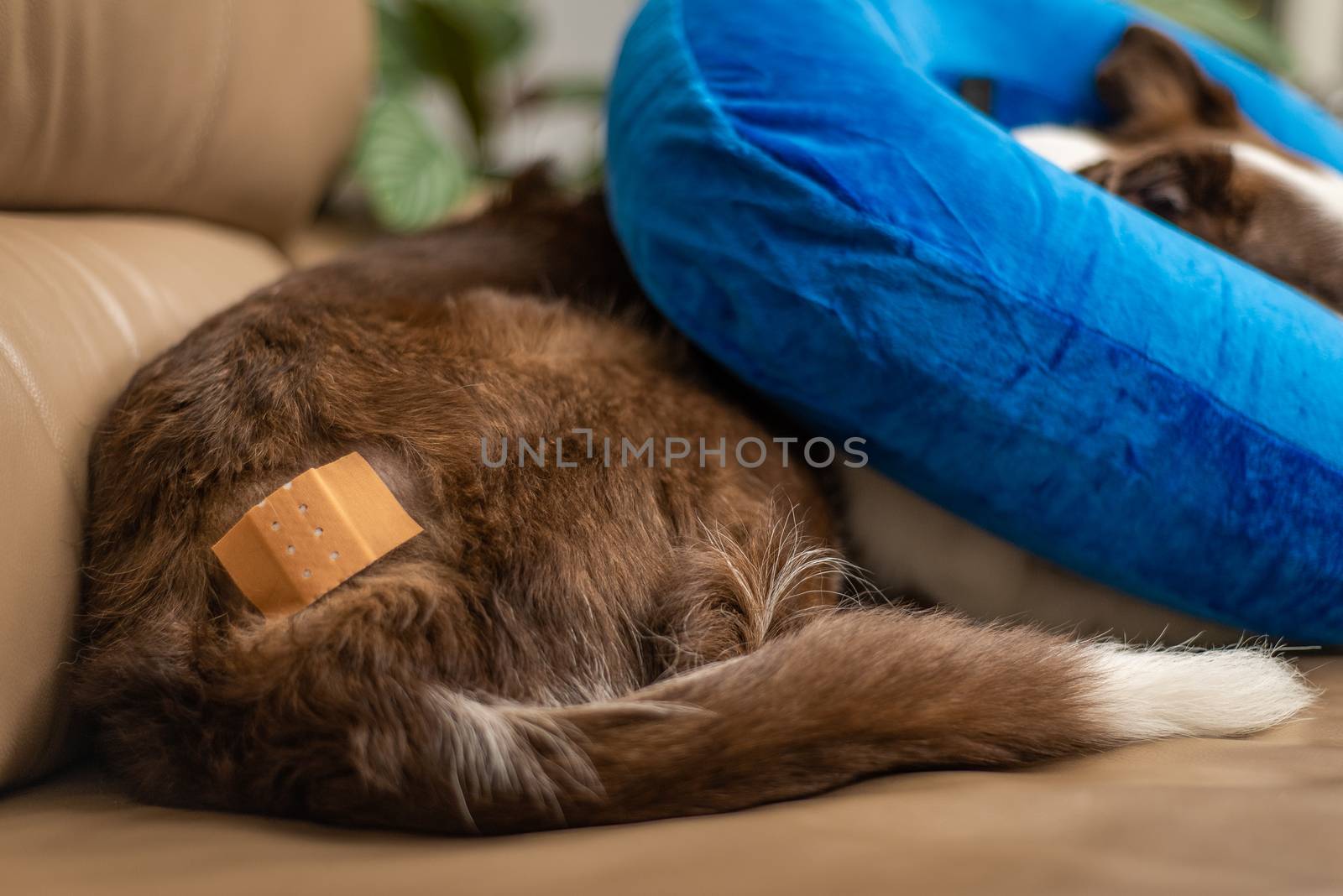 Dog laying on a couch, with a bandage and inflatable collar