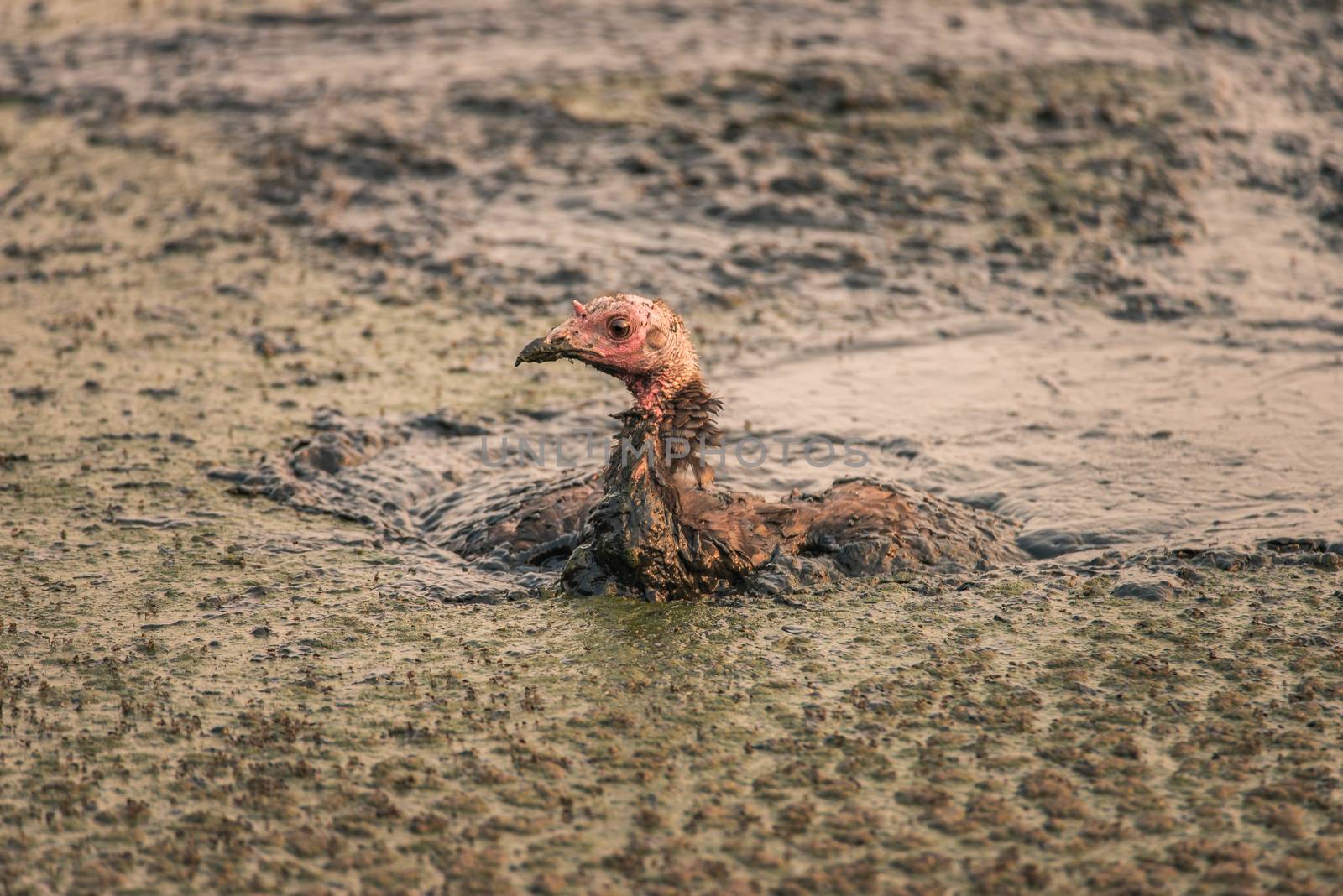 Turkey stuck in a sludge of human feces at a water treatment facility in California