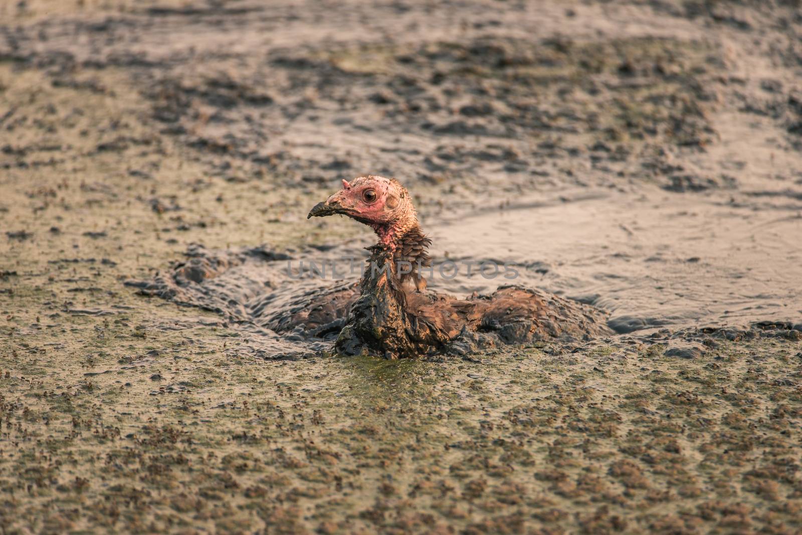 Turkey stuck in a sludge of human feces at a water treatment facility by Pendleton