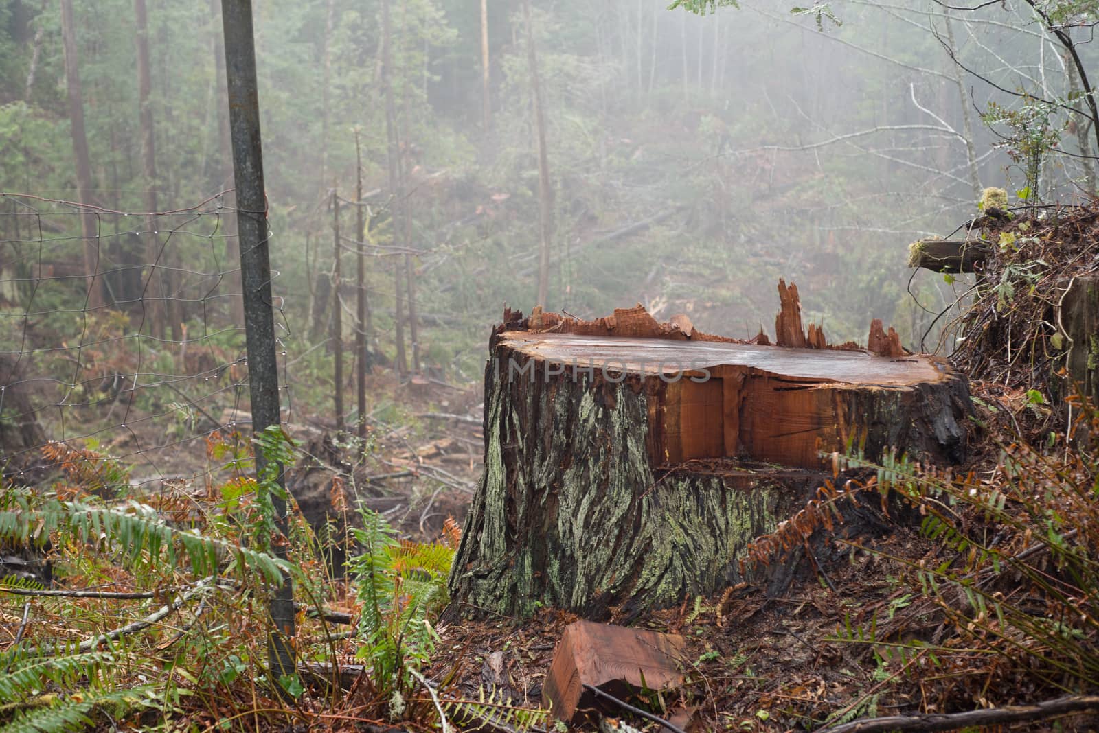 Deforestation of the ancient Redwoods in Humboldt Cacounty, Northern California