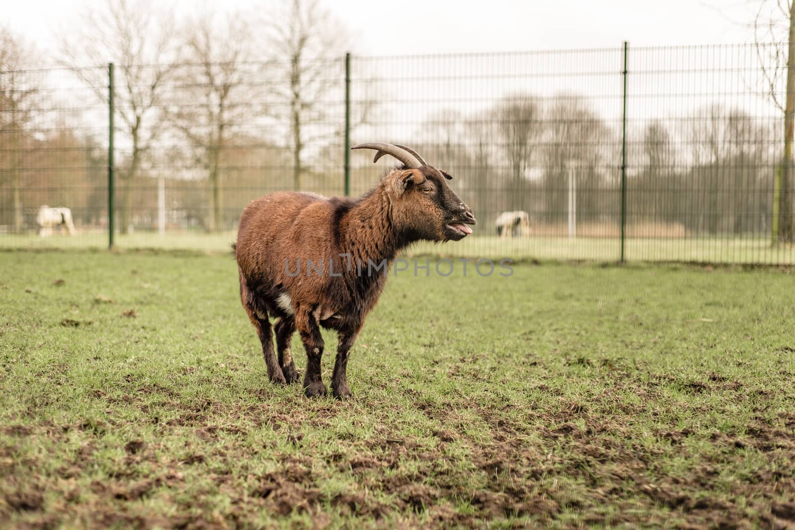 A domestic pet goat with horns stands in a field bleating by Pendleton