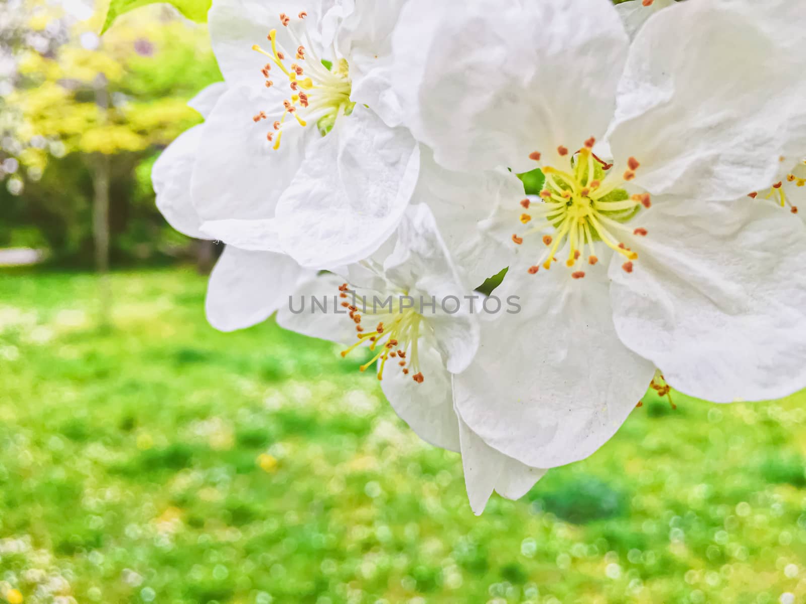 Blooming apple tree flowers in spring garden as beautiful nature landscape, plantation and agriculture by Anneleven