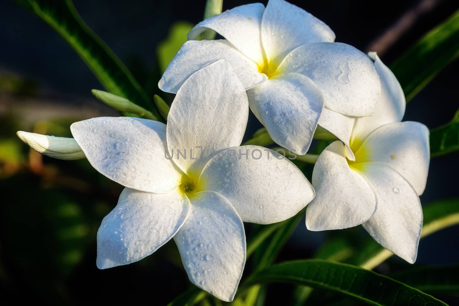 Close up of beautiful white Bridal Bouquet, Plumeria pudica flower with water drops, copy space