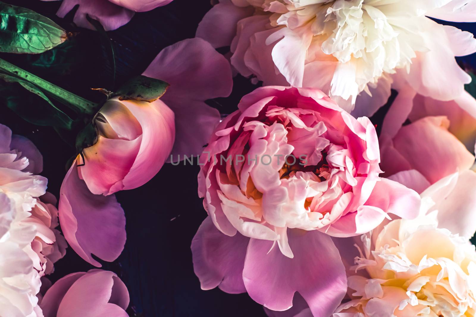 Pink peony flowers as floral art background, botanical flatlay and luxury branding by Anneleven