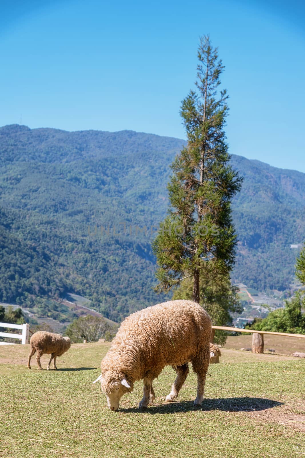 Sheep chewing grass on a meadow at Doi Inthanon Chiang mai, thailand