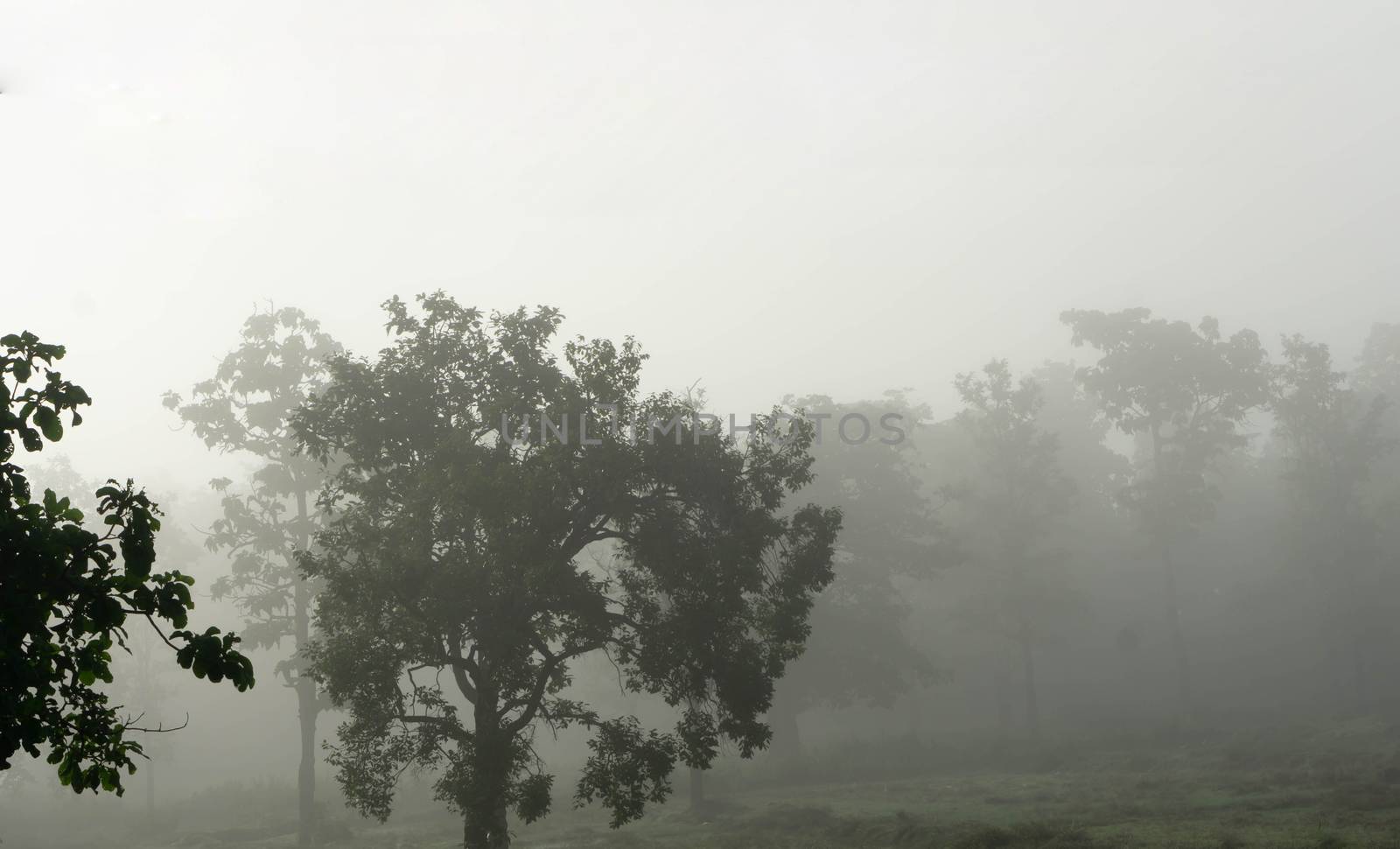 Green rice field with fog in the morning