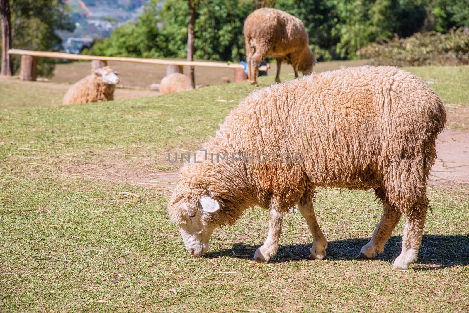 Sheep chewing grass on a meadow. by NuwatPhoto