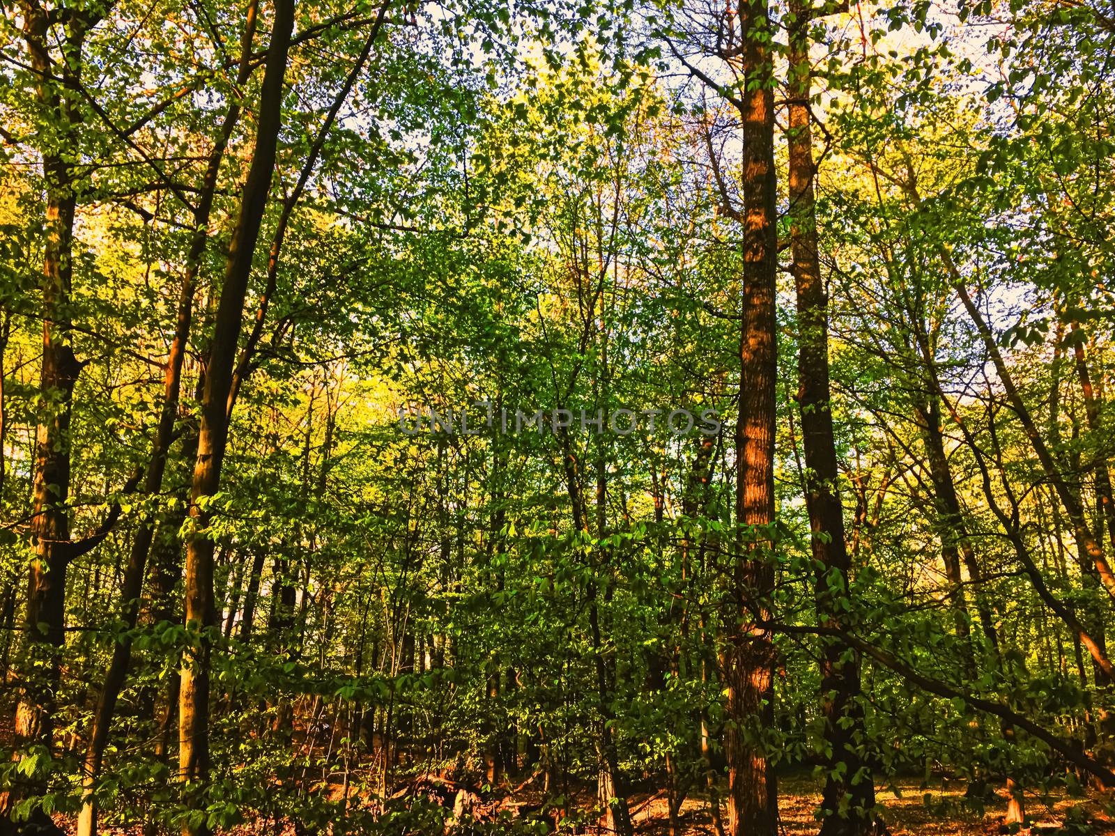 Spring forest landscape at sunset or sunrise, nature and environment