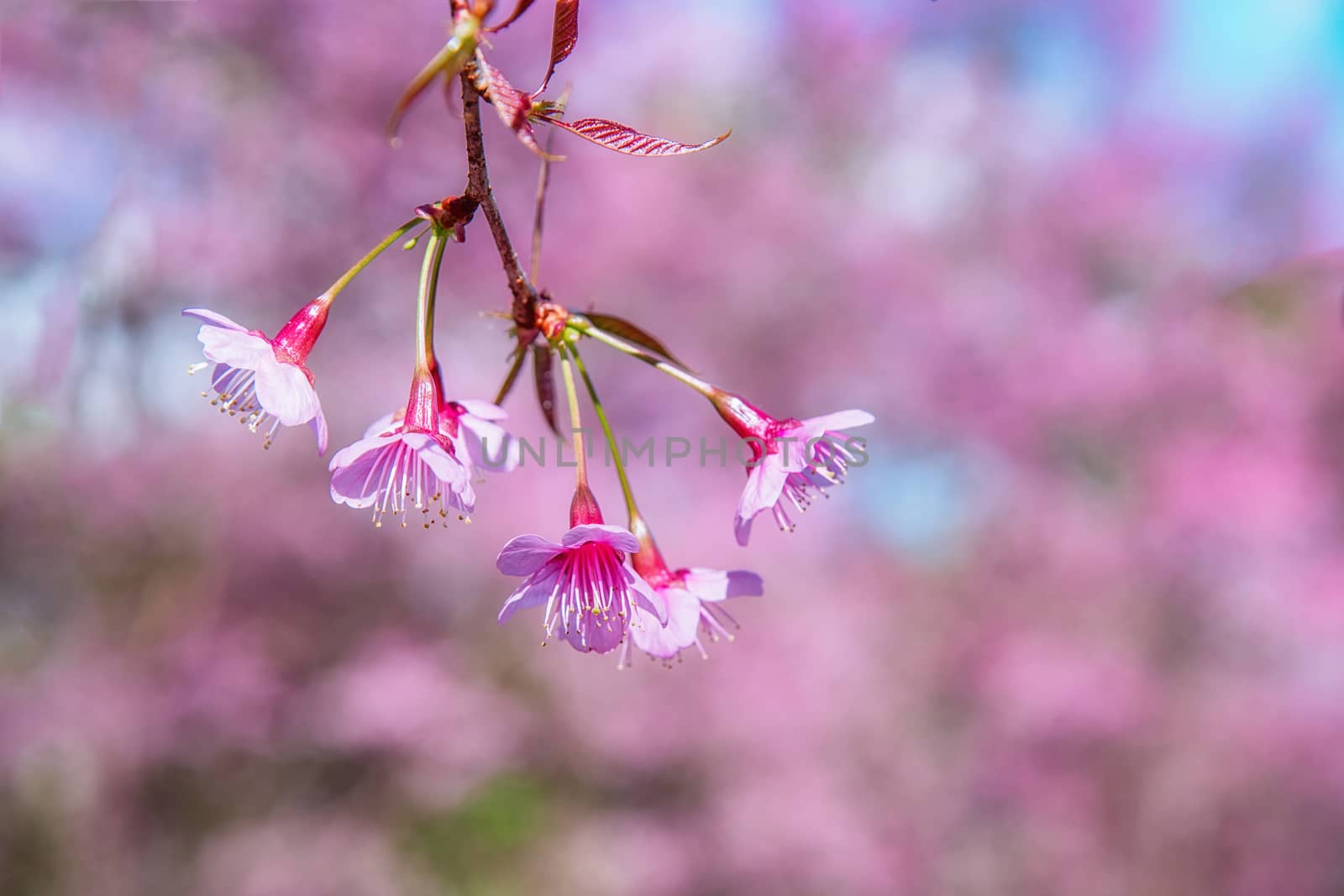 Blossom of Wild Himalayan Cherry flower. by NuwatPhoto