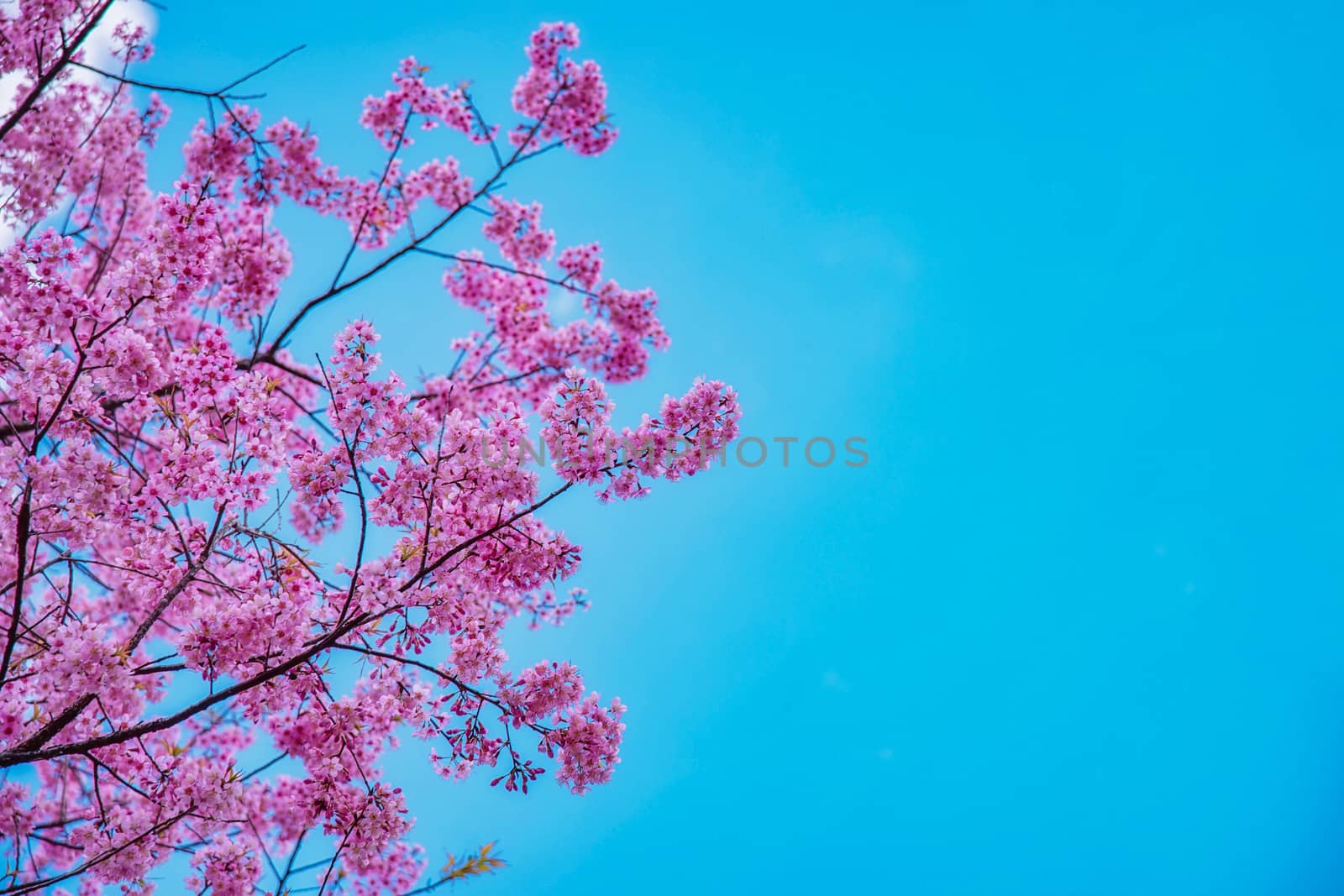 Blossom of Wild Himalayan Cherry flower. by NuwatPhoto
