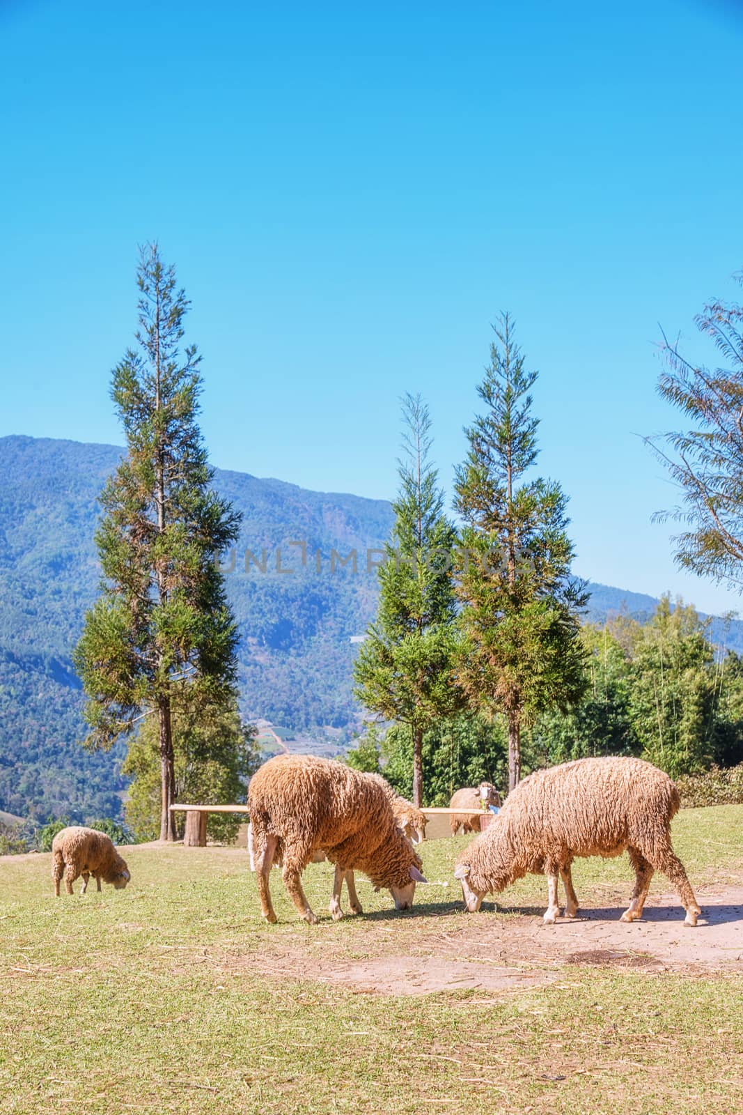 Sheep chewing grass on a meadow at Doi Inthanon Chiang mai, thailand
