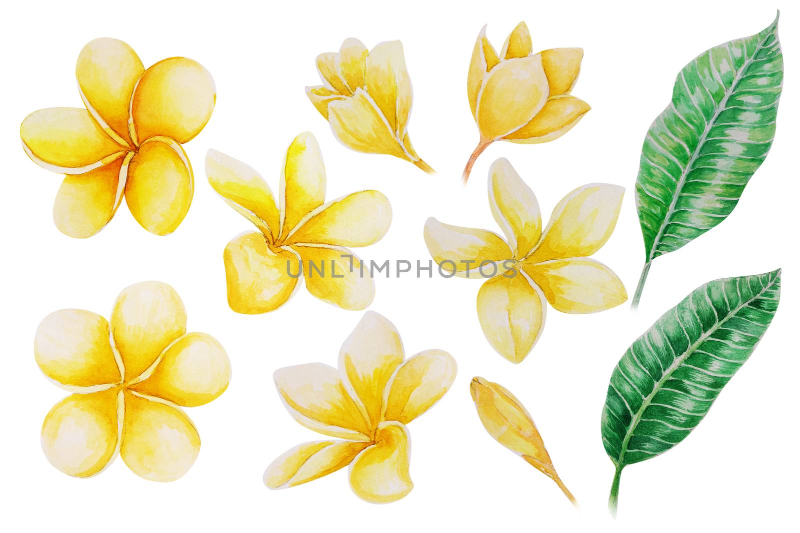 Set of plumeria or frangipani tropical flower with watercolor illustration
