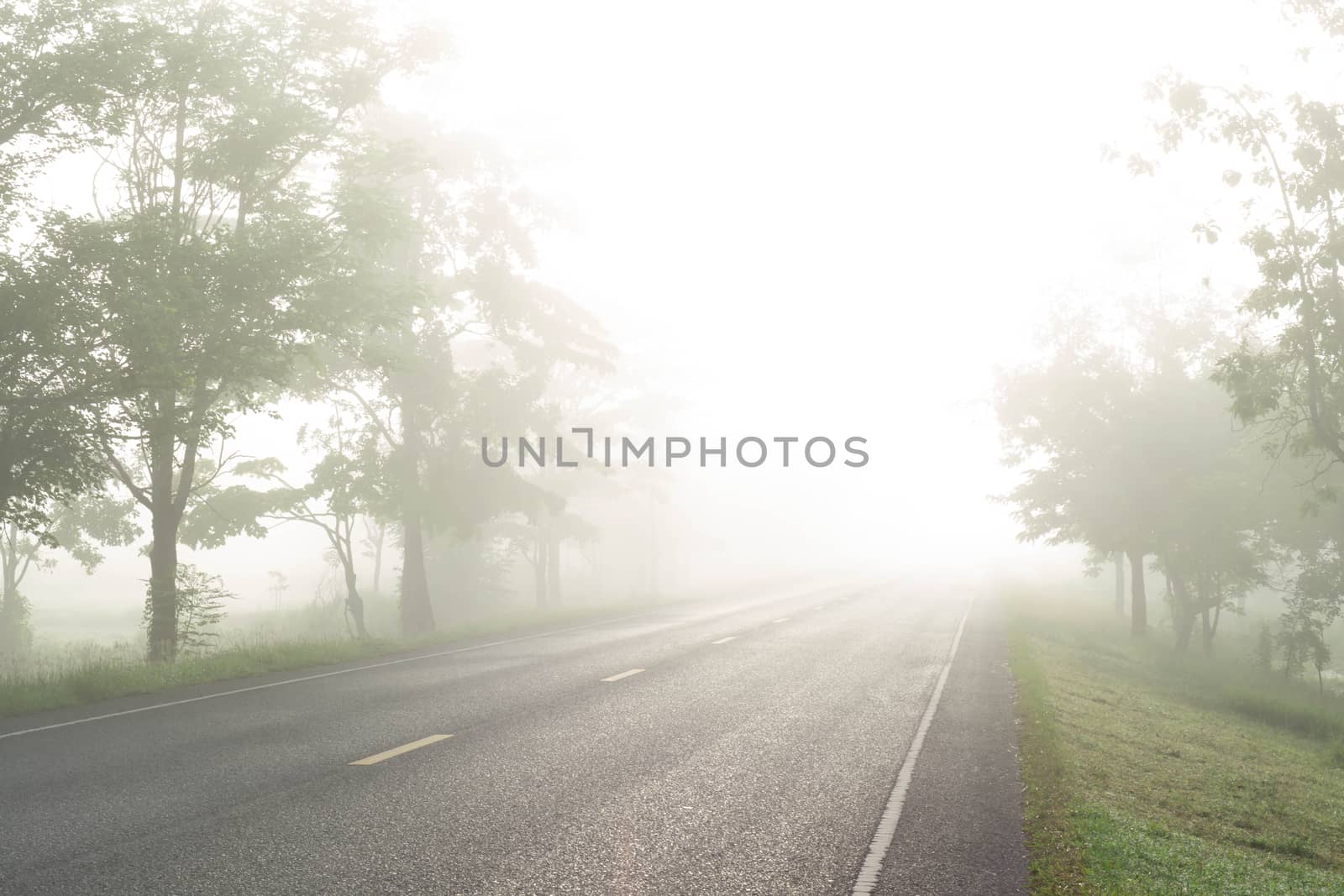 Country road with fog in the morning